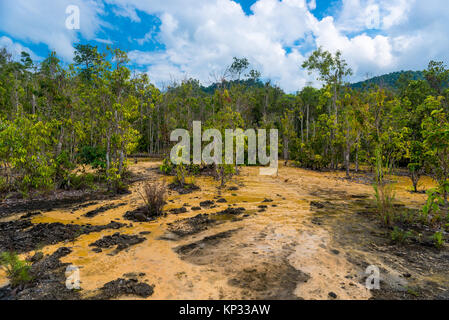 dry trees and parched swamp in the rainforest in Krabi, Thailand Stock Photo