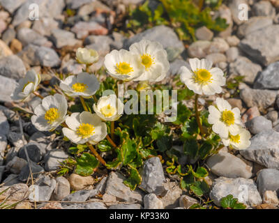 An alpine buttercup (Ranunculus alpestris) in the austrian mountains (Schneeberg) Stock Photo