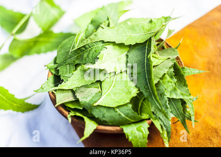 Azadirachta indica,Neem with its leaves in a clay bowl for skin care. Stock Photo