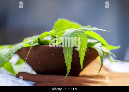 Azadirachta indica,Neem with its leaves in a clay bowl for skin care. Stock Photo