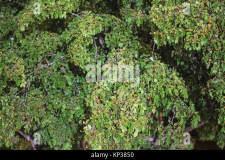 Tree leaves having fruits on it small in desert and garden green grass background texture forest trees. nature green wood sunlight backgrounds Stock Photo