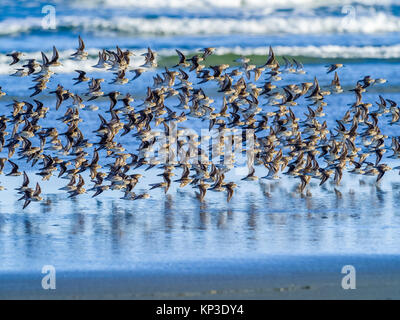 Shore birds along Pacific Rim National Park, Canada Stock Photo