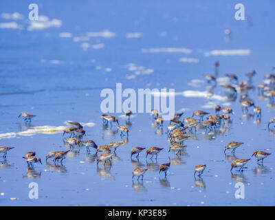 Shore birds along Pacific Rim National Park, Canada Stock Photo