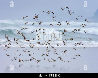 Shore birds along Pacific Rim National Park, Canada Stock Photo