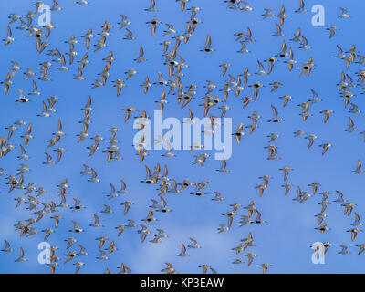 Shore birds along Pacific Rim National Park, Canada Stock Photo