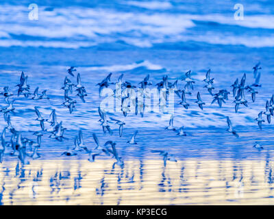 Shore birds along Pacific Rim National Park, Canada Stock Photo