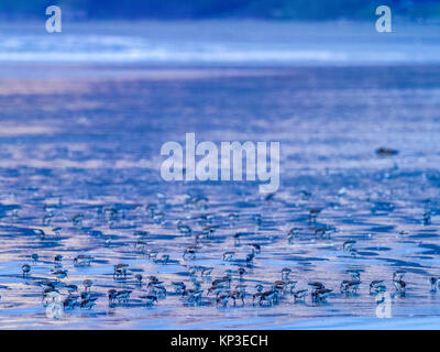 Shore birds along Pacific Rim National Park, Canada Stock Photo