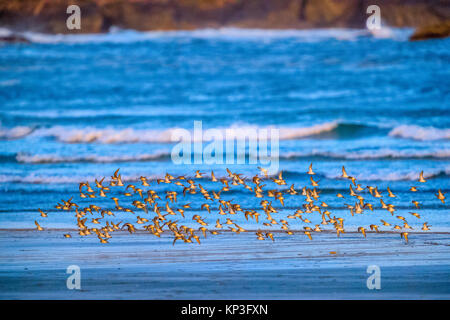 Shore birds along Pacific Rim National Park, Canada Stock Photo - Alamy