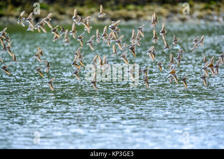 Shore birds along Pacific Rim National Park, Canada Stock Photo