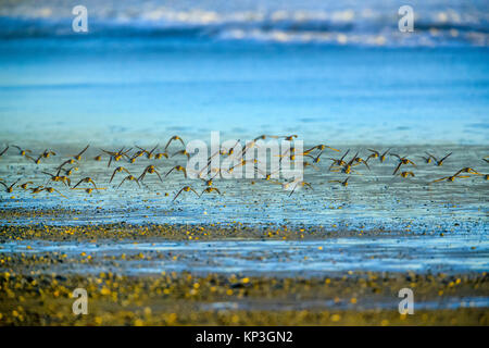 Shore birds along Pacific Rim National Park, Canada Stock Photo