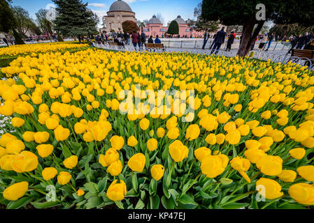 Traditional tulip Festival in Sultanahmet Square.Istanbul,Turkey.04 April,2017 Stock Photo