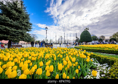 Traditional tulip Festival in Sultanahmet Square with view of Sultan Ahmet Mosque(Blue Mosque).Istanbul,Turkey.04 April,2017 Stock Photo