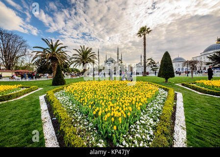 Traditional tulip Festival in Sultanahmet Square with view of Sultan Ahmet Mosque(Blue Mosque).Istanbul,Turkey.04 April,2017 Stock Photo