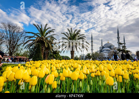 Traditional tulip Festival in Sultanahmet Square with view of Sultan Ahmet Mosque(Blue Mosque).Istanbul,Turkey.04 April,2017 Stock Photo