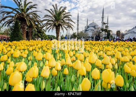 Traditional tulip Festival in Sultanahmet Square with view of Sultan Ahmet Mosque(Blue Mosque).Istanbul,Turkey.04 April,2017 Stock Photo