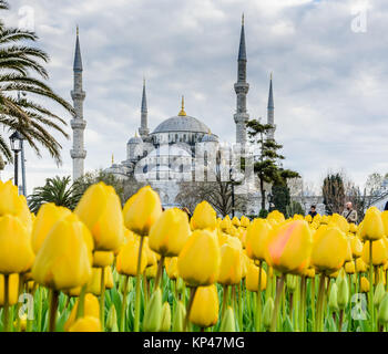 Traditional tulip Festival in Sultanahmet Square with view of Sultan Ahmet Mosque(Blue Mosque).Istanbul,Turkey.04 April,2017 Stock Photo