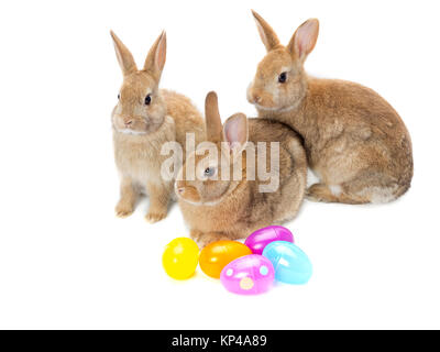 easter bunny and eggs Stock Photo