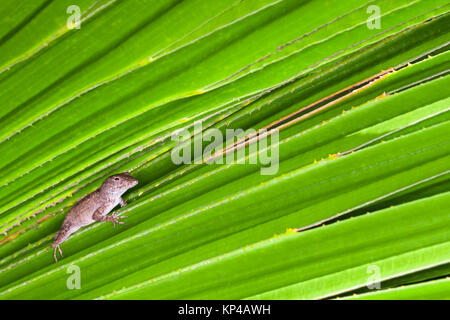 lizard on leaf Stock Photo