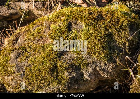 Mossy rocks on the ground in the garden Stock Photo