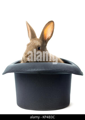 rabbit inside the hat Stock Photo