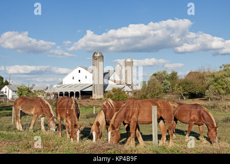 Work horses feeding on an Amish farm in Lancaster County,Pennsylvania,USA. Stock Photo