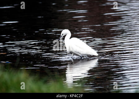 Little Egret, Egretta garzetta, fishing in stream near the grass bank. Stock Photo