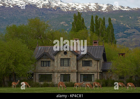 Guanaco (Lama guanicoe) grazing in front of a stone building in Valle Chacabuco, northern Patagonia, Chile. Stock Photo