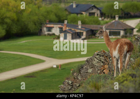 Guanaco (Lama guanicoe) on a hillside overlooking a stone building in Valle Chacabuco, northern Patagonia, Chile. Stock Photo