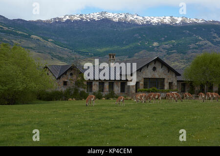 Guanaco (Lama guanicoe) grazing in front of a stone building in Valle Chacabuco, northern Patagonia, Chile. Stock Photo