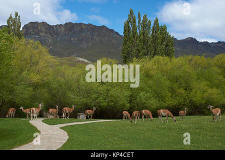 Guanaco (Lama guanicoe) grazing in front of a stone building in Valle Chacabuco, northern Patagonia, Chile. Stock Photo