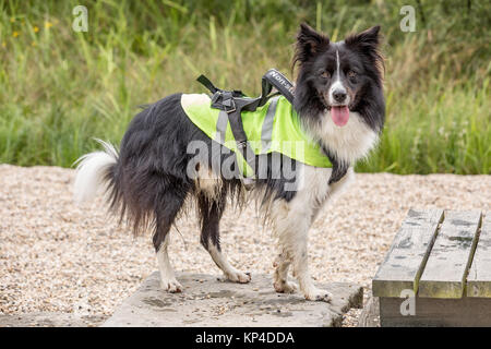 Guide dog with a tow harrow. Happy dog. Stock Photo