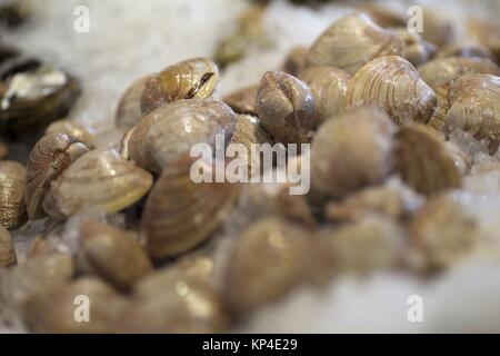 close up image of clam Stock Photo