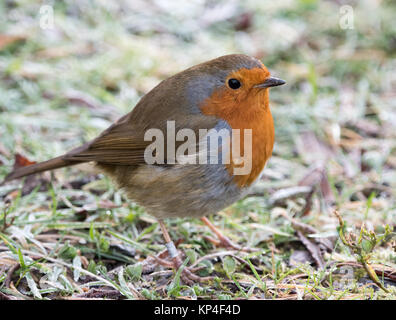 Ringed Robin on the ground Stock Photo