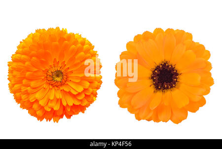 Calendula.two Marigold flowers isolated on white Stock Photo