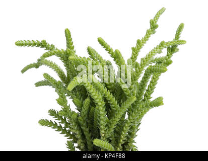 Crassula muscosa lycopodioides plant isolated on white background Stock Photo