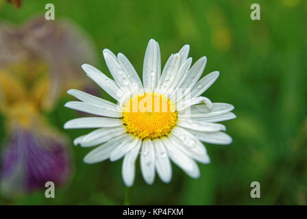 water drops after the rain on the petals of daisies, Russia Stock Photo
