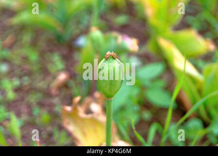 the head of the poppy without petals, in summer, Russia Stock Photo