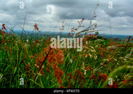 grass in wind pollen or flower Stock Photo