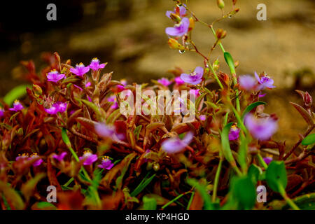 Close up of Commelinaceae flower bush or sect Stock Photo