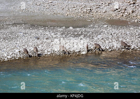 Blue sheep, bharal, drinking water from the emerald river in Ladakh, Jammu and Kashmir, india. Stock Photo
