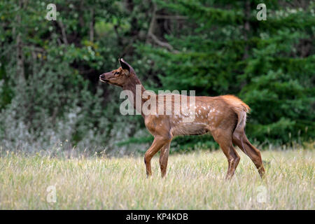 Elk / wapiti (Cervus canadensis) calf in grassland in summer, Jasper National Park, Alberta, Canada Stock Photo
