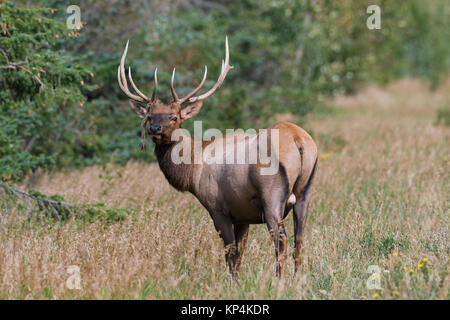 Elk / wapiti (Cervus canadensis) bull with velvet dangling from antlers in summer, Jasper National Park, Alberta, Canada Stock Photo