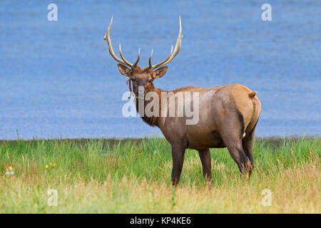 Elk / wapiti (Cervus canadensis) bull with velvet dangling from antlers on lake shore in summer, Jasper National Park, Alberta, Canada Stock Photo