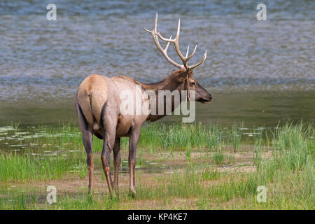 Elk / wapiti (Cervus canadensis) bull with velvet dangling from antlers on lake shore in summer, Jasper National Park, Alberta, Canada Stock Photo