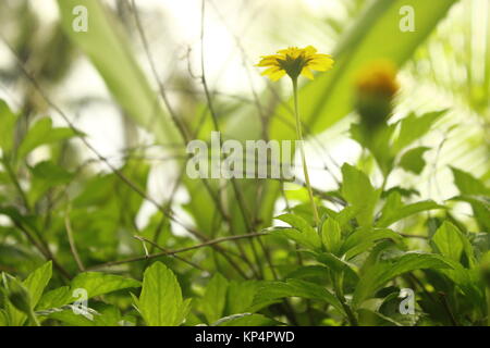 wild flower,yellowish part of wild Stock Photo