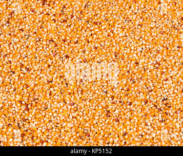 Corn drying in the sun Stock Photo