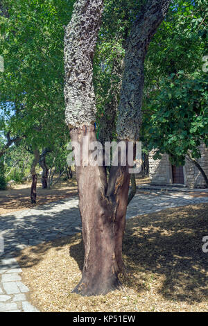 Peeled cork oak (Quercus suber), Olbia-Tempio, Gallura, Sardinia, Italy, Mediterranean sea, Europe Stock Photo