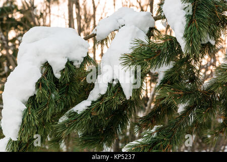 Lumps of fluffy white snow on a green pine branch Stock Photo
