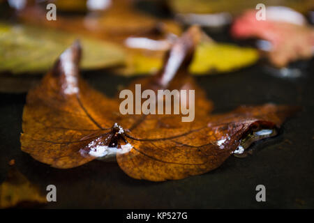 maple leaf in water floating autumn maple leaf Stock Photo