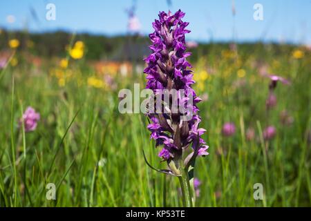 Western Marsh-Orchid; Dactylorhiza majalis; Geesthacht; Schleswig-Holstein; Germany.